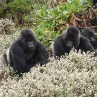 Dian Fossey’s Gorillas 50 Years On: Conservation and Lessons Learned